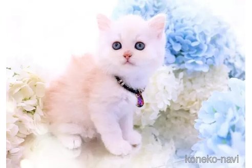 販売中の岐阜県のラガマフィン-116776の2枚目