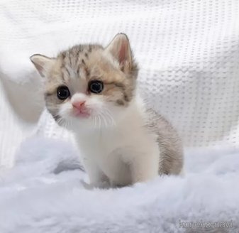 販売中の東京都のブリティッシュショートヘア-116778