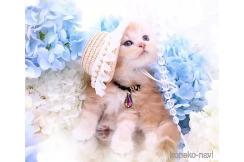 販売中の岐阜県のラガマフィン-116782の3枚目