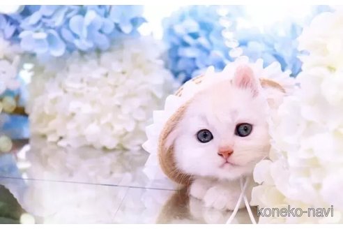 販売中の岐阜県のラガマフィン-116783の4枚目
