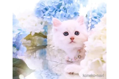 販売中の岐阜県のラガマフィン-116783の5枚目