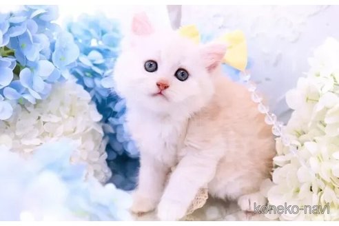 販売中の岐阜県のラガマフィン-116783の3枚目