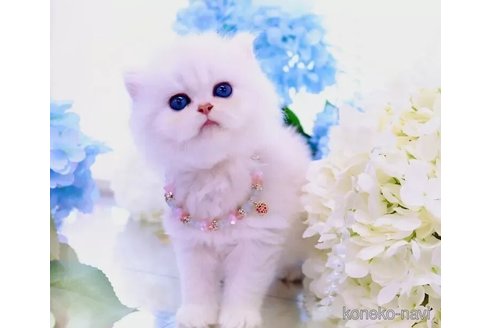 販売中の岐阜県のブリティッシュロングヘア-116785の4枚目