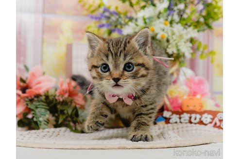 販売中の神奈川県のマンチカン-116788の4枚目