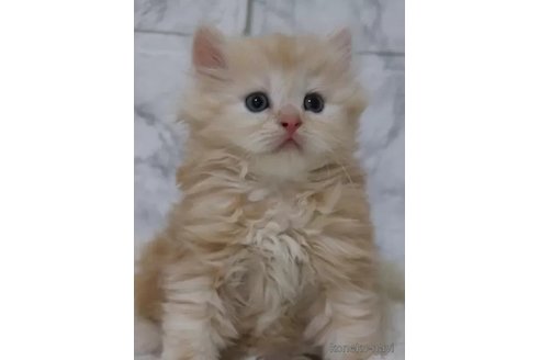 販売中の埼玉県のスコティッシュフォールド-116791の2枚目