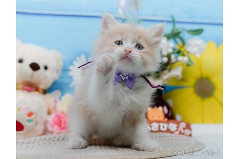販売中の神奈川県のサイベリアン-116795の11枚目