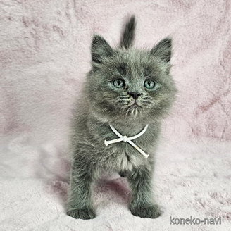 販売中の東京都のマンチカン-116796の4枚目