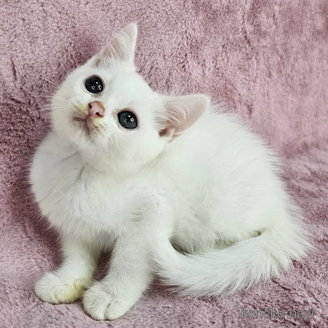 販売中の東京都のマンチカン-116798の5枚目