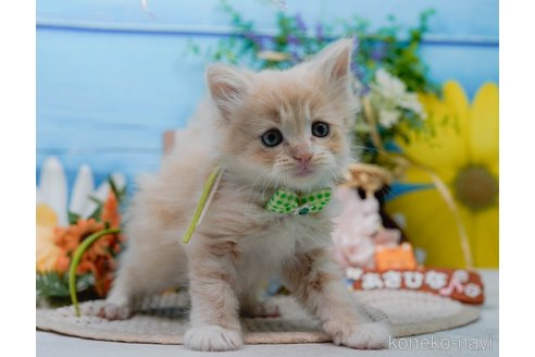 販売中の神奈川県のサイベリアン-116801の14枚目