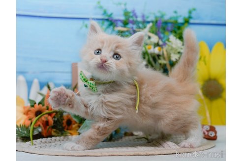 販売中の神奈川県のサイベリアン-116801