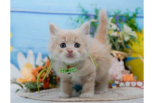 販売中の神奈川県のサイベリアン-116801の8枚目