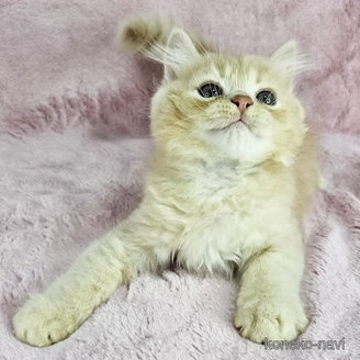 販売中の東京都のマンチカン-116800の3枚目