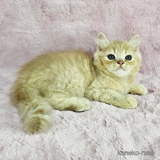 販売中の東京都のマンチカン-116800の6枚目