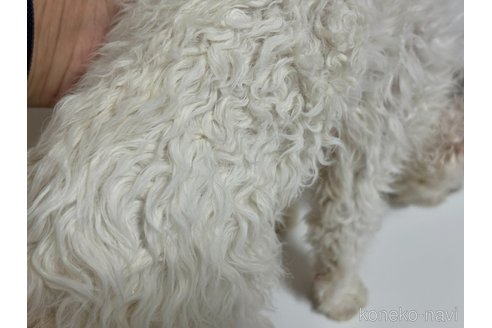 販売中の千葉県のセルカークレックス-112229の2枚目