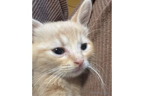 販売中の埼玉県のスコティッシュフォールド-116805の3枚目