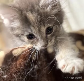 販売中の埼玉県のノルウェージャンフォレストキャット-116809の2枚目