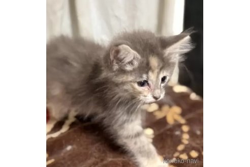 販売中の埼玉県のノルウェージャンフォレストキャット-116809の4枚目