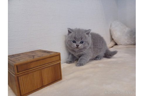 販売中の東京都のブリティッシュショートヘア-116818の3枚目