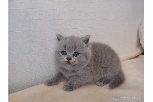 販売中の東京都のブリティッシュショートヘア-116818の5枚目