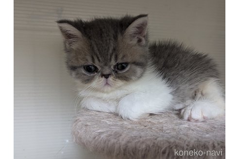 販売中の愛知県のエキゾチックショートヘア-114907の3枚目