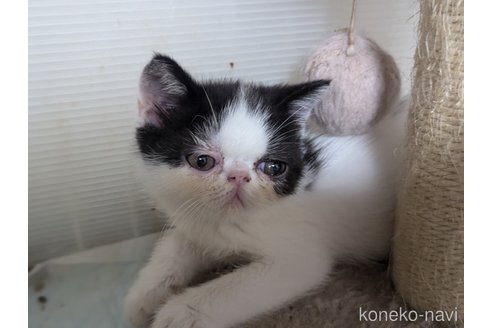 成約済の愛知県のエキゾチックショートヘア-114908の3枚目