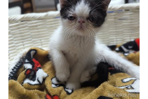 成約済の愛知県のエキゾチックショートヘア-114908の2枚目