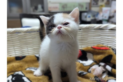 販売中の愛知県のエキゾチックショートヘア-114909の4枚目