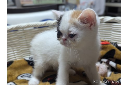 販売中の愛知県のエキゾチックショートヘア-114909の3枚目