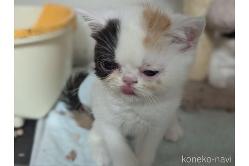 販売中の愛知県のエキゾチックショートヘア-114909の2枚目