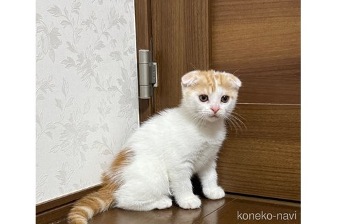 販売中の埼玉県のスコティッシュフォールド-112158