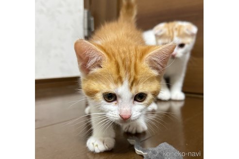 成約済の埼玉県のスコティッシュフォールド-112156の3枚目