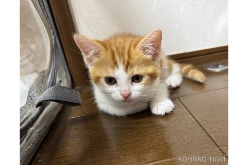 成約済の埼玉県のスコティッシュフォールド-112156の2枚目