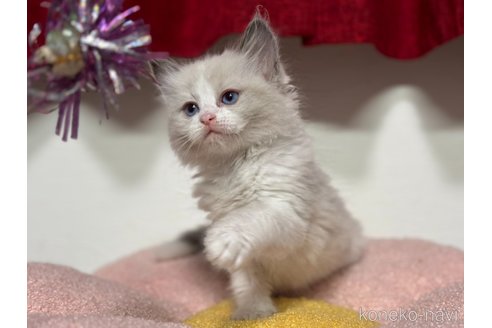 販売中の神奈川県のラグドール-115599の6枚目