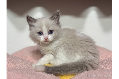 販売中の神奈川県のラグドール-115599の4枚目