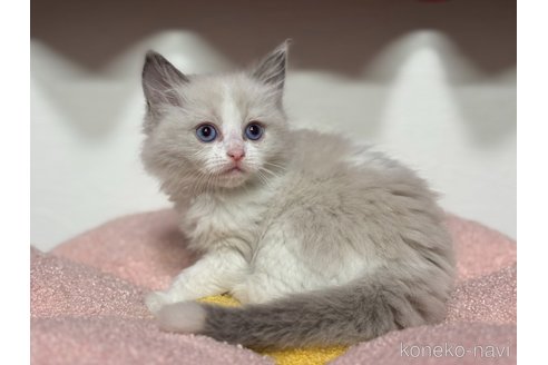 販売中の神奈川県のラグドール-115599の3枚目