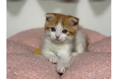 成約済の神奈川県のスコティッシュフォールド(折れ耳)-115589の6枚目