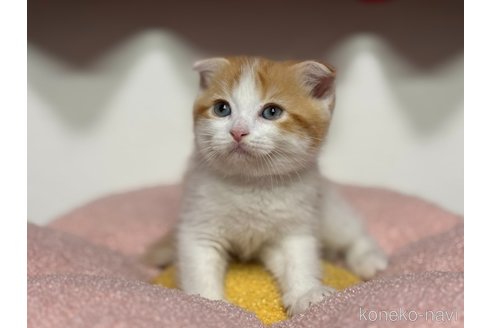 成約済の神奈川県のスコティッシュフォールド(折れ耳)-115589の2枚目