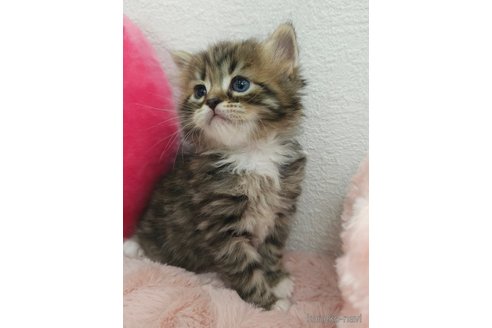 販売中の埼玉県のサイベリアン-116732の4枚目