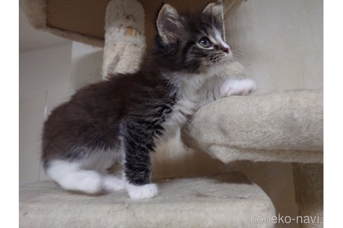販売中の埼玉県のノルウェージャンフォレストキャット-113838の2枚目