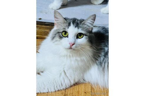 販売中の大阪府のマンチカン-115839の7枚目