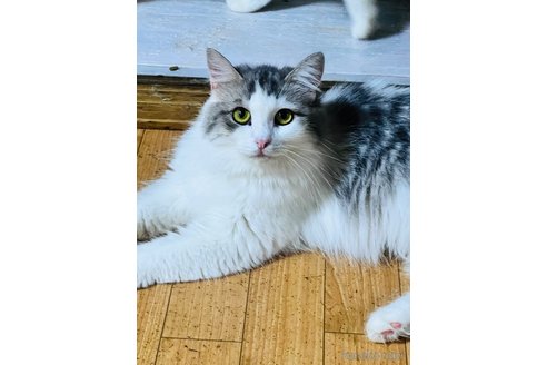 販売中の大阪府のマンチカン-115839の3枚目