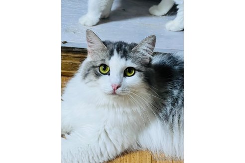 販売中の大阪府のマンチカン-115839の2枚目