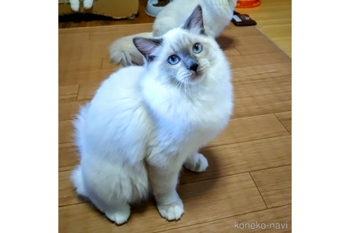 商談中の静岡県のラグドール-116829の2枚目
