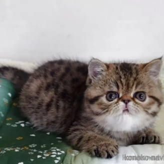 商談中の岡山県のエキゾチックショートヘア-116842の1枚目