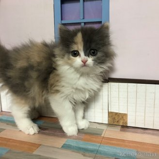 販売中の愛知県のスコティッシュフォールド-116853の2枚目
