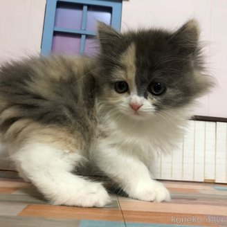 販売中の愛知県のスコティッシュフォールド-116853の3枚目