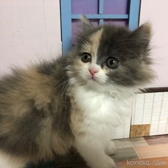 販売中の愛知県のスコティッシュフォールド-116853の5枚目
