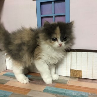 販売中の愛知県のスコティッシュフォールド-116853の4枚目