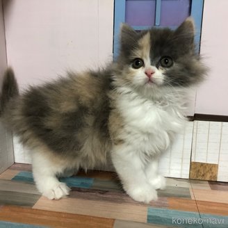 販売中の愛知県のスコティッシュフォールド-116853の7枚目
