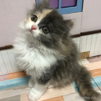 販売中の愛知県のスコティッシュフォールド-116853の6枚目